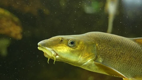 Freshwater fish floating Stock Footage 258076866