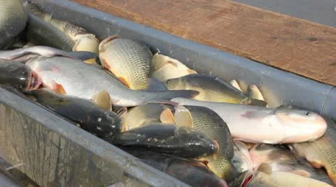 Freshwater Fish Video stock 10794521