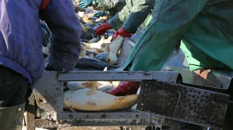 Freshwater Fish Video stock 12755010