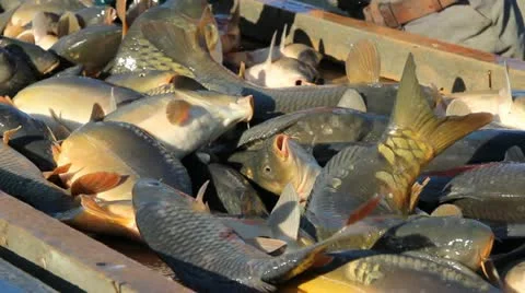 Freshwater Fish Video stock 12755224