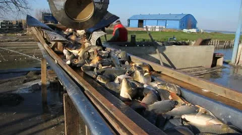 Freshwater Fish Stock Footage 12755244