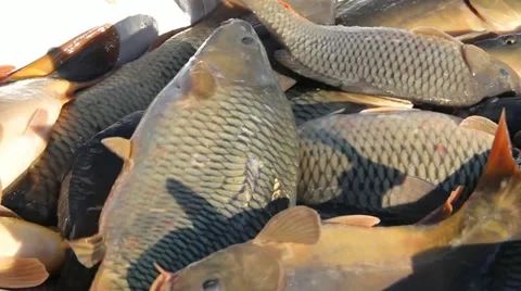 Freshwater Fish Stock Footage 12755386