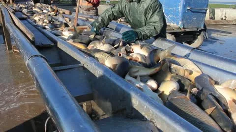 Freshwater Fish Video stock 12755413