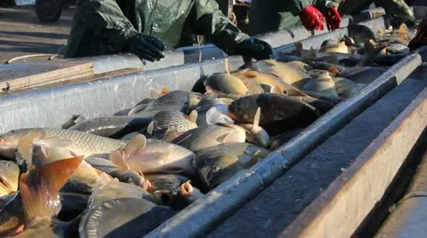 Freshwater Fish Video stock 12755576