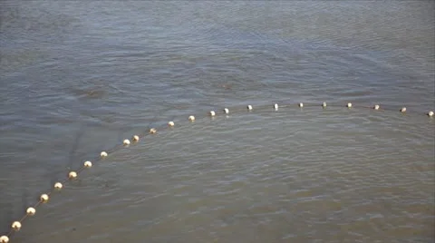 Freshwater fish Stock Footage 24652071