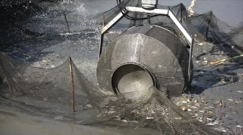 Freshwater fish Vidéo 24652407