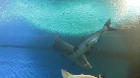 Freshwater fish Stock Footage 46764837