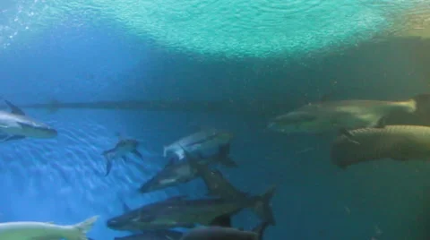 Freshwater fish Stock Footage 46766540