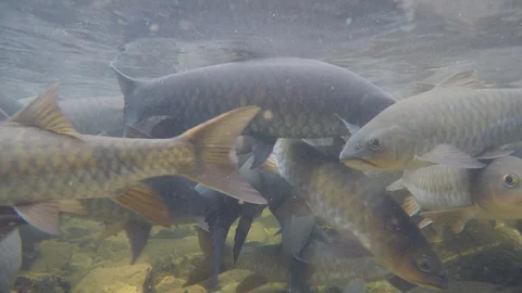Freshwater fish Stock Footage 123459675