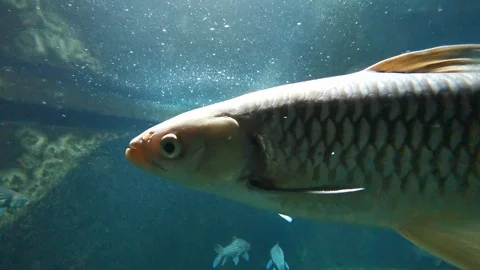 Freshwater fish Stock Footage 123468404