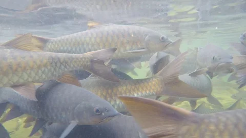 Freshwater fish Stock Footage 123514631