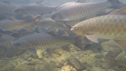 Freshwater fish Stock Footage 123577773