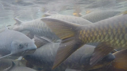 Freshwater fish Stock Footage 123749677