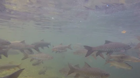 Freshwater fish Stock Footage 123820440