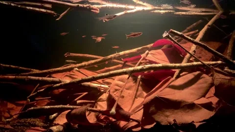 Freshwater Fish Stock Footage 296405250