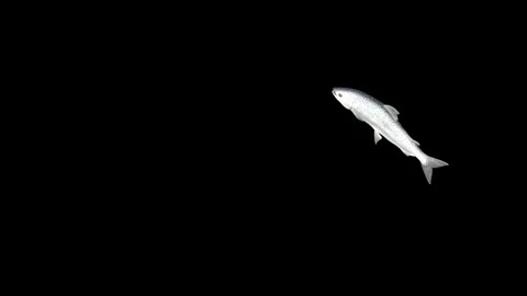 This is a freshwater fish Video stock 325020213