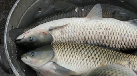 Freshwater Fish, Grass Carp Stock Footage 10797930