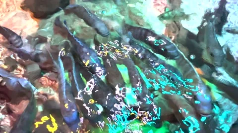 FreshWater Fish , Hungry Feeding. Stock Footage