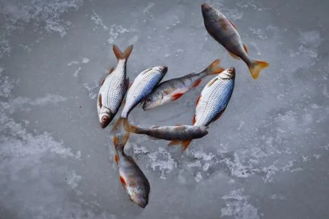 Freshwater fish on ice of small roach perch Stock Photos