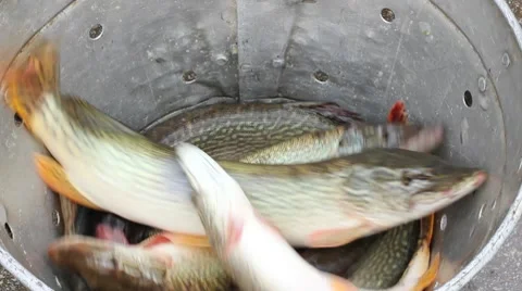 Freshwater Fish, Pike Stock Footage 10797924