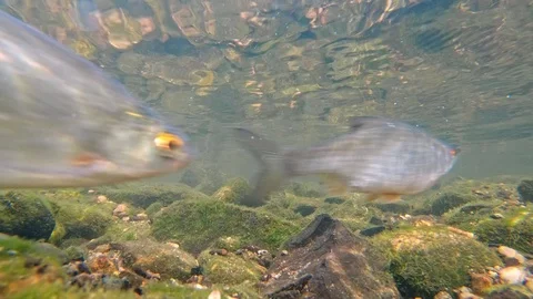 Freshwater fish in river Stock-Footage 89815731