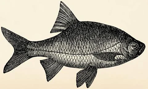 The freshwater fish - rutilus roach (Rutilus rutilus). Antique stylized il... Stock Photos