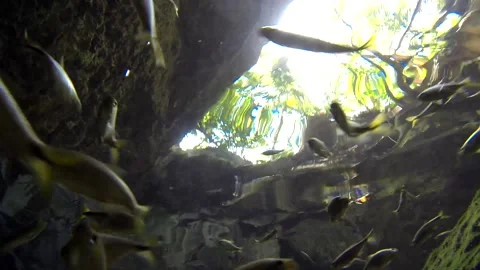 Freshwater Fish School Fishes Minnows Ca... | Stock Video | Pond5