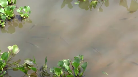 Freshwater Fish School Many Swimming in Water in Pantanal Amazon Region Stock Footage