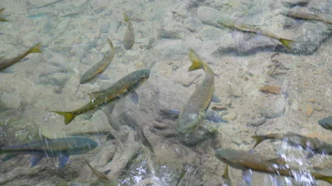Freshwater fish swim in shallow, clear stream water around a waterfall Stock Footage