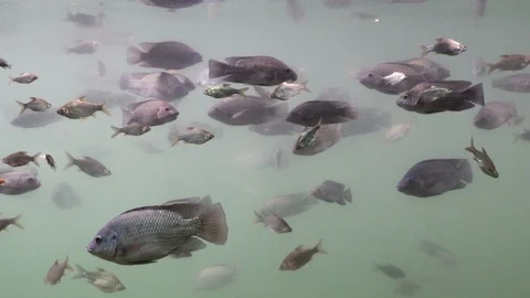 Freshwater fish swim underwater. By looking from the side. Stock Footage