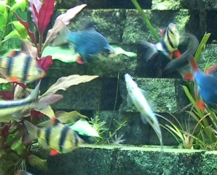 Freshwater fish tank Stock Footage 418904