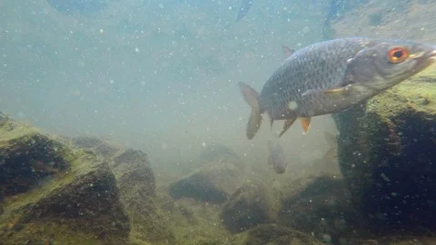 Freshwater fish underwater Stock Footage
