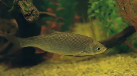 Freshwater fish underwater. Roach. Stock Footage 55431021