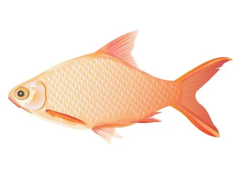Freshwater fish vector design Stock Illustration