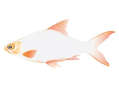 Freshwater fish vector design Stock Illustration