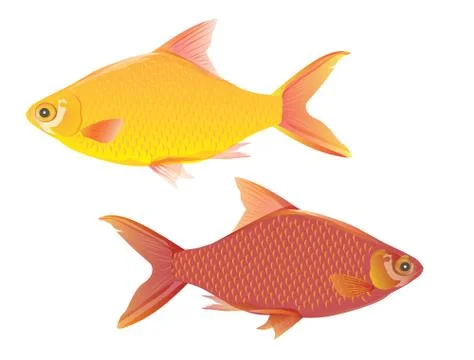 Freshwater fish vector design Stock Illustration