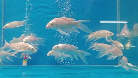 Freshwater fishes Stock Footage 280374331