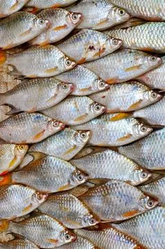 Freshwater flat fish. Foto stock