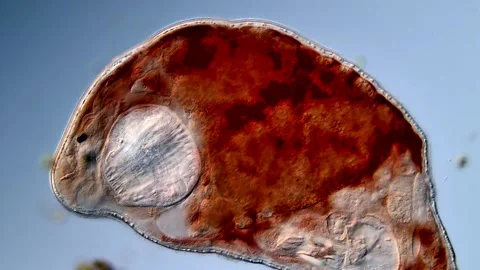 Freshwater Flatworm 스톡 동영상 310653856