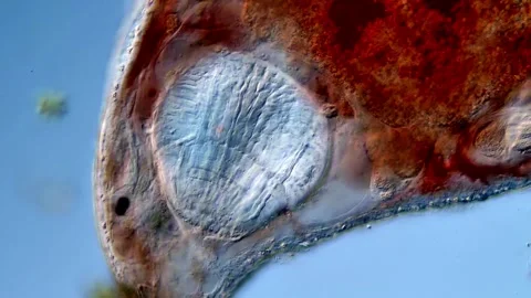 Freshwater Flatworm under microscope 스톡 동영상 310655053