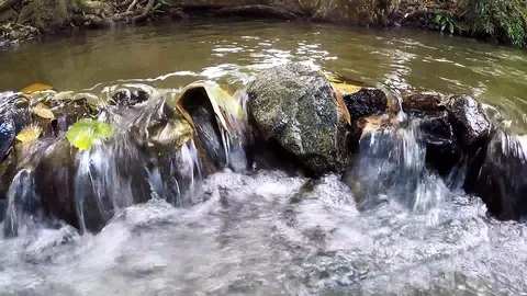 Freshwater flowing through fallen leaves and rocks Stock Footage 101691482