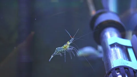 Freshwater ghost shrimp macro shot in slow motion. Close up with very shall.. Stockbeeldmateriaal 231260241