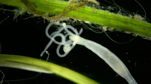 Freshwater Hydra under microscope, class Hydrozoa. Predator Stock Footage 236279568