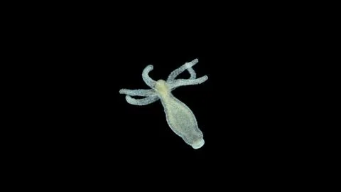 Freshwater Hydra under microscope, class Hydrozoa. Predator, feeds on small.. Foto stock