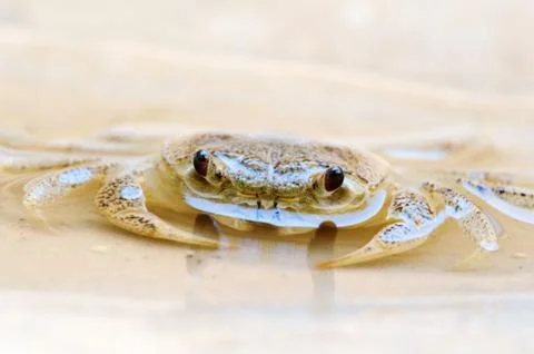 Freshwater land crab Stock Photos