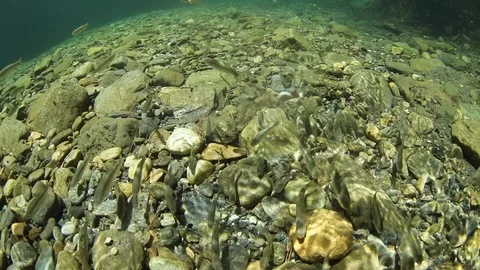 Freshwater mullet 스톡 동영상 98776368