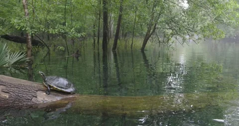 A freshwater painted turtle rests on a log in a calm woodland swamp Stock Footage 321322649