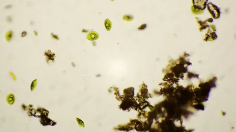 Freshwater phacus under the microscope in 4k Stock Footage 80598336