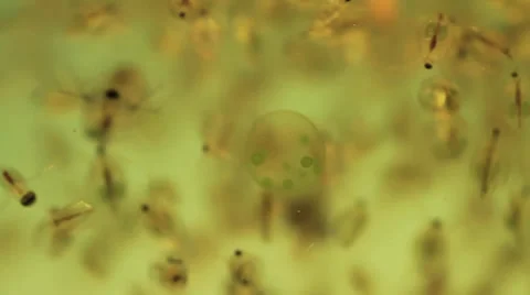 Freshwater Plankton Stock Footage 32211528