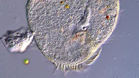 Freshwater protozoa under microscope 4K video Vidéo 316997487
